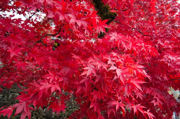 Il rosso degli aceri in autunno.